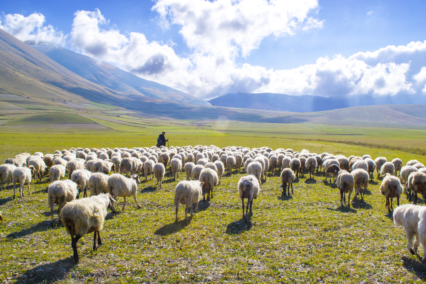 feedmysheep